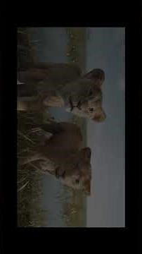 mufasa The lion King trailer