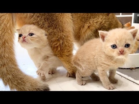 Kittens meow loudly and demand milk from their mother cat, rather than teaching them how to eat