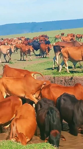 Did You Know? The Maasai were the first to receive cattle on earth. Naiterukop, in his divine wisdom, said to us: "I have given you these cattle, descended from the skies, so that you may care for them as a sign of my love for you. Take good care of them." To us, cattle are not just wealth, they are sacred, a bridge between the heavens and the earth. Each day, as we watch them grow strong and healthy, we are reminded of our roots, our covenant, and our pride. Long live Maasai Culture! Ashe Naite