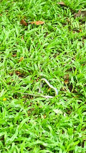 Amazing Monkey | Monkey Magic