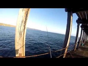 Mackerel Fishing At Whitby West Pier - Summer 2015 - Mackerel, Pollock - UK Sea fishing