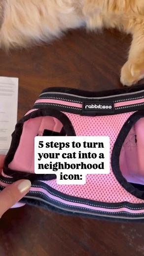 Black Friday savings for your feline explorer 🐱🖤 Rabbitgoo harnesses keep your cat safe, comfortable, and ready for every adventure. 🐾 Escape-proof, no-choke fit 🌙 Reflective straps for evening walks ✨ Soft breathable padding 🖤 50% OFF — Code: BOGO50 👉 Treat your cat to their best harness yet. | Rabbitgoo pets