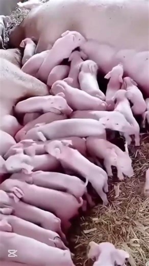 Newborn Piglets Feeding 🐷 | Cute Baby Pigs Short