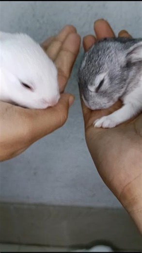 Cute Little Rabbit Kit 🐇❤️ | new born rabbits #rabbits #bunny #shorts #pets