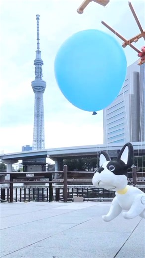Blue balloon and marionette French bulldog
