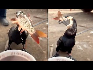 Great cormorant eats the whole fish instantly - Incredible bird!