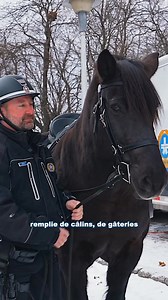 Le cheval Rosco du SPVM prend sa retraite🥺🐴 Bonne retraite, Rosco! #cheval | Québec FIER