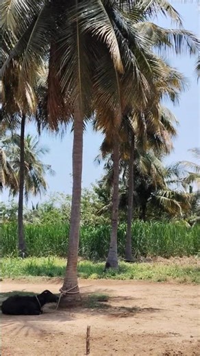 Romanticising Nature 🌴💚