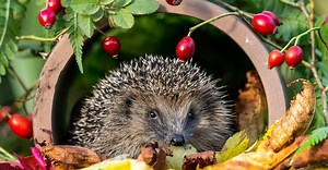 Are Hedgehogs Nocturnal Or Diurnal? Their Sleep Behavior Explained