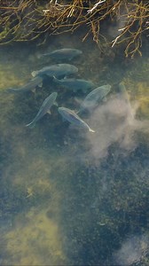 514K views · 3.7K reactions | Check out this incredible drone footage of carp flanking in the snags on a cold January afternoon!  Do you have a theory as to why they behave like this? 樂 NASH Deutschland-Österreich | Nash Tackle | Facebook