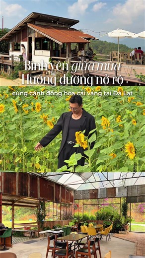 Quán cafe Đà Lạt với vibe cực thơ mộng nằm giữa vườn hướng dương rực rỡ cùng cánh đồng hoa cải vàng chuẩn bị nở rộ ❤️ #didaubaygio #didaubaygio2024 #hiddenlanddalat #caphedalat #coffee