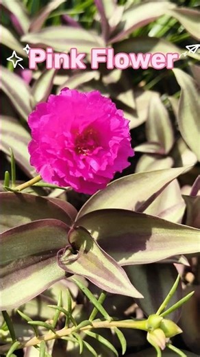 Beautiful flowers ll Pink Flower ll Home Gardening ll #flowers #lovelyflowers