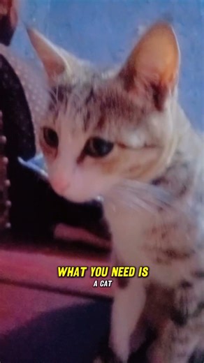 You need a Pussycat 🐈 #cats #cat #shorts #viral #funnycats #cutecats #fyp