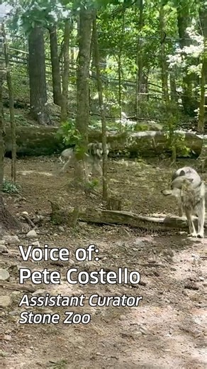 7.1K views · 168 reactions | There's always an alpha in our pack of endangered Mexican gray wolves. It's just different every day!  Assistant Curator Pete Costello explains what to look for when you want to know who's the boss on any given day. [Video: Volunteer Jennifer Matthews] | Stone Zoo | Facebook