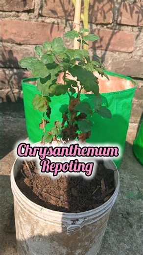 Chandramallika Repotting Guide | How to Repot Chrysanthemum Easily