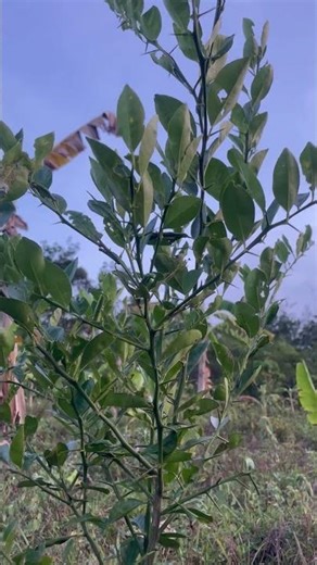 Limau kasturi cepat besar dan mudah berbuah #berkebun