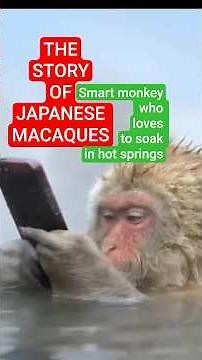 The Story of Japanese macaque
