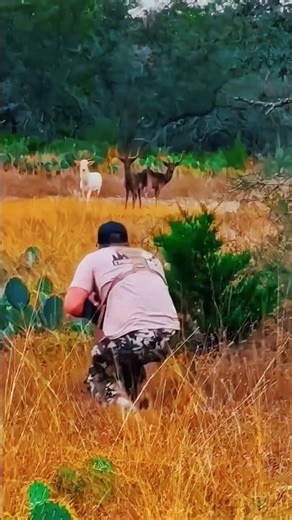 Deer Hunting with a Gun in the African Jungle – You Won’t Believe This! #deerhunting #riflehunting