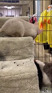 Hedgehogs, Chinchillas and rabbits…OH MY! | Jackson County Animal Shelter - Michigan