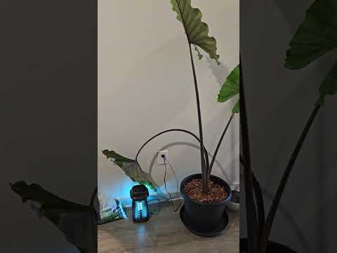 Alocasia Plant Leaf and Stem dying off Live!!