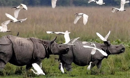 Kaziranga National Park: Exploring The Rich Blend Of Biodiversity And Wildlife Of Assam