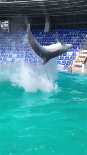 Dolphins doing flips!