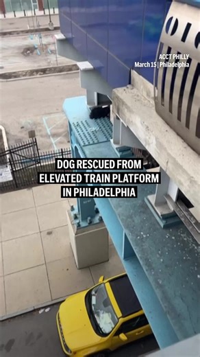 ACCT Philly, the city’s open-intake shelter, received a call Sunday about a dog stranded high above the ground on a SEPTA train platform. The dog, later named Dottie, was huddled in a corner on a ledge with no enclosure, facing a