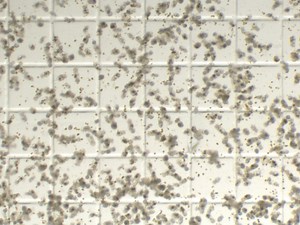 The Complete and Updated "Rotifer Polyculture Method" for Rearing First Feeding Zebrafish