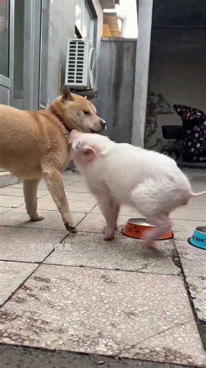 #CutePets #Dogs #Pigs #ChineseRuralDogDa Huang—The Opportunist