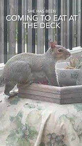 This Mama Squirrel Strikes A Cute Pose 🐿️🌰🥰