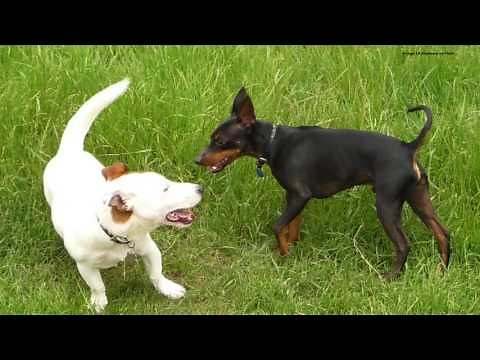 Calming signals - Learning to Listen