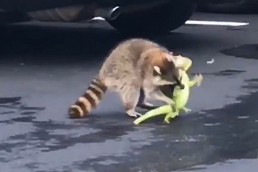 Raccoon battles iguana in gory fight to the death
