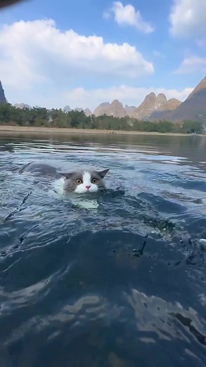 Adorable Cat Swimming Compilation - Funny and Cute Videos!