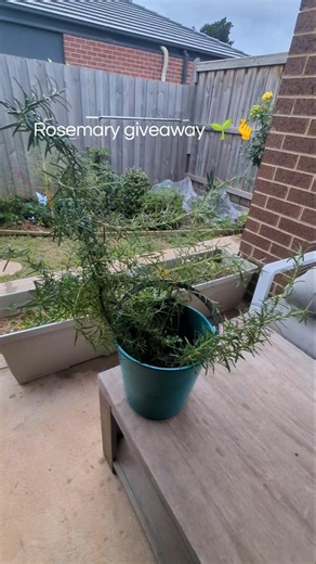 Rosemary- easiest plant to propagate 🙌 #rosemary #freeplants #organic #garden #nature #herb