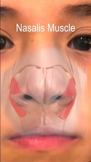 How the Bunny Nose Movement Occurs - The Nasalis Muscle! #shorts ‪@fauquierent‬