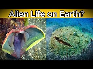 7 Deep Sea Creatures So Strange They Feel Alien