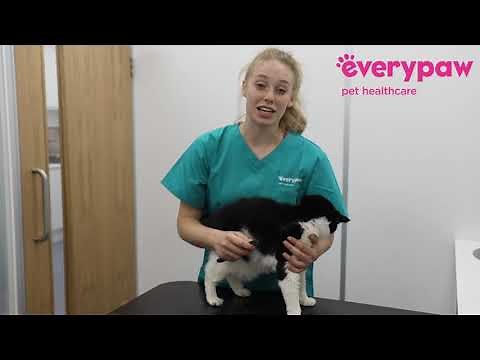 How to Check Your Cat for Fleas