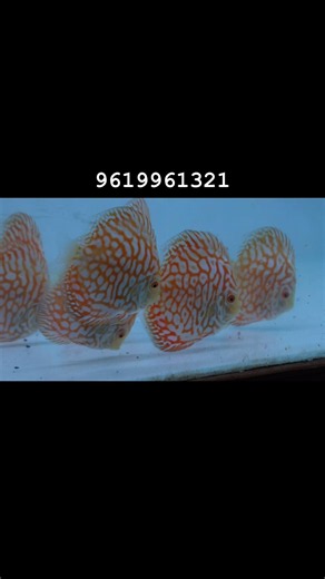 MOST BEAUTIFUL DISCUS FISHES #exoticaquariumfish #discusfish #aquarium #fishtank #fish