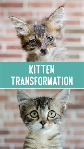 53K views · 2.9K reactions | ADOPT ME! June Bug -- Watch a full video -->> | Bordernerd | Facebook