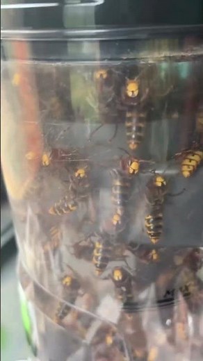 Nightmare Murder Hornet Infestation