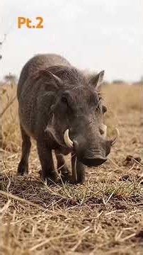 Inside the Secret Life of the Warthog