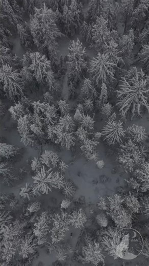 Whispering Wildlife | ASMR Episode #7: The Polar Bear 🐻‍❄️