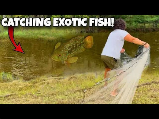 I dropped a trap in the Everglades floodwater and the result was crazy