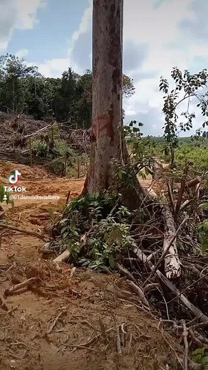 Red Truck Transporting Freshly Cut Logs in Tropical Forest
