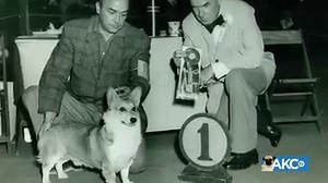 The Pembroke Welsh Corgi is a bright, sensitive dog who responds well to training. Find out why the Queen of England loves them! | AKCtv