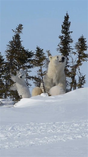 13K views · 1K reactions | A hush falls over the tundra... A mother...