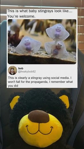 This is what baby stingrays look like