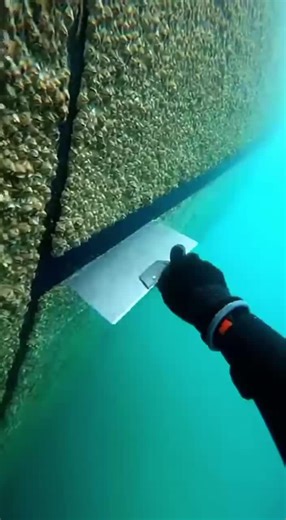 scraping barnacles from ship #satisfying #removing #barnacles #boat