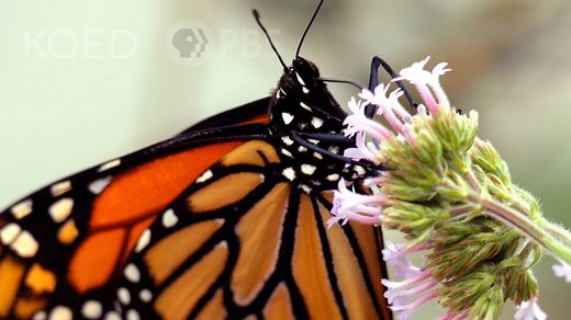 This Parasite is Cramping The Monarch Butterfly’s Style | KQED