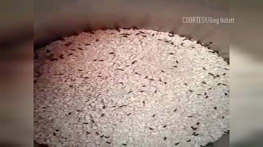 Creepy, crawly oatmeal